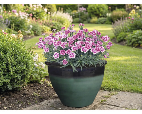 Nelken in einem Blumentopf im Garten.