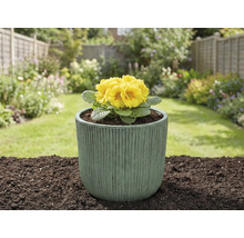 Gelbe Primel in einem Pflanzgefäß im Garten.