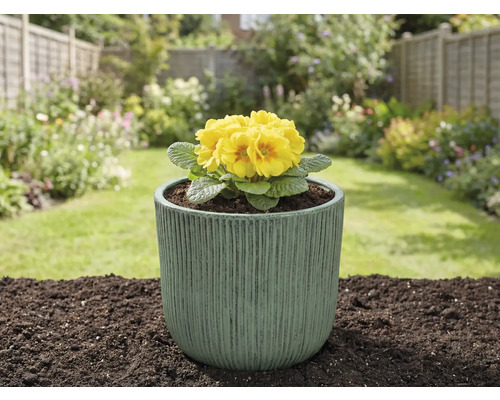 Gelbe Primel in einem Pflanzgefäß im Garten.