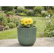 Gelbe Primel im Topf im Garten