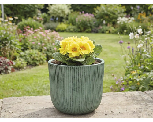 Gelbe Primel im Topf im Garten