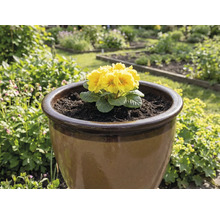 Gelbe Primel in einem braunen Blumentopf im Garten.