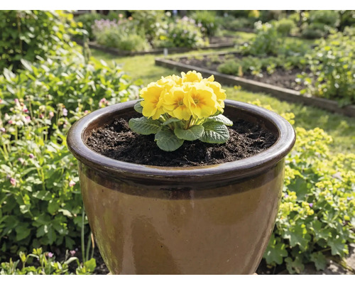 Gelbe Primel in einem braunen Blumentopf im Garten.
