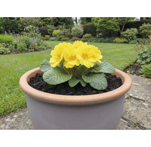 Gelbe Primel in einem Pflanzgefäß auf einer Gartenterrasse.