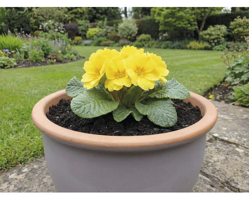 Gelbe Primel in einem Pflanzgefäß auf einer Gartenterrasse.