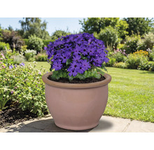 Blaue Blüte in einem Terrakottatopf im Garten.