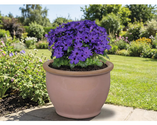 Blaue Blüte in einem Terrakottatopf im Garten.