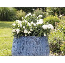 Blumentopf mit weißen Nelken im Garten