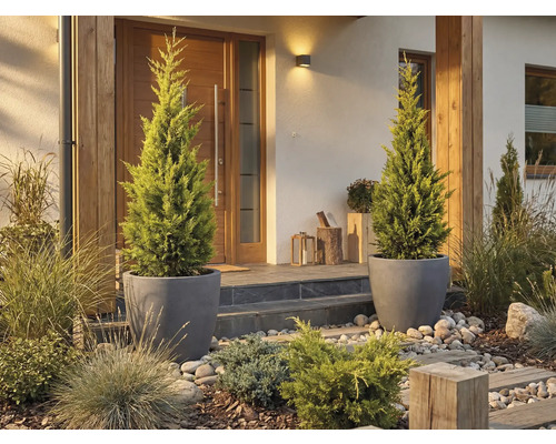 Zone d'entrée d'une maison avec deux cyprès dans des pots