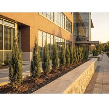 Aussenansicht eines Gebäudes mit Zypressen entlang des Gehwegs