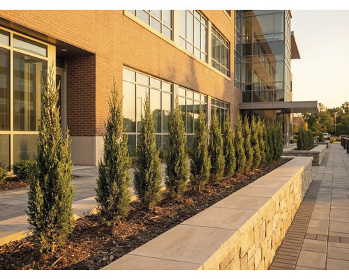 Aussenansicht eines Gebäudes mit Zypressen entlang des Gehwegs