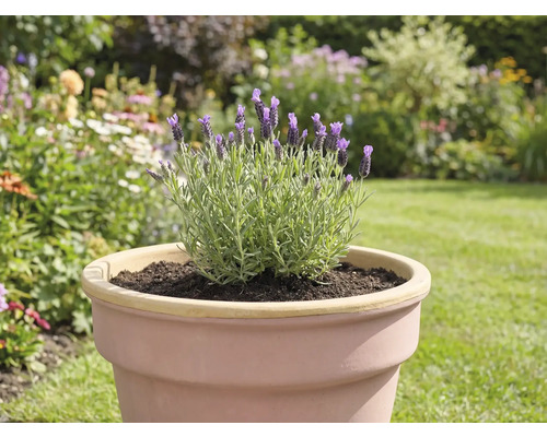 Lavande dans un pot dans le jardin