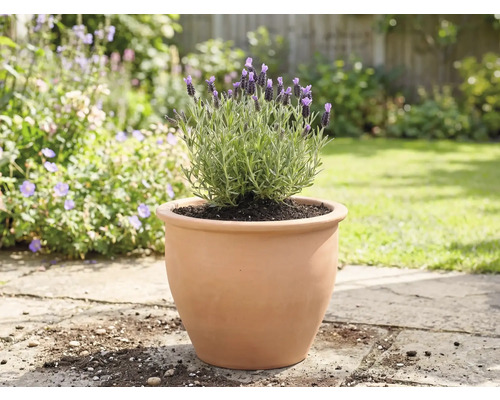 Lavendel in einem Terrakottatopf im Garten.