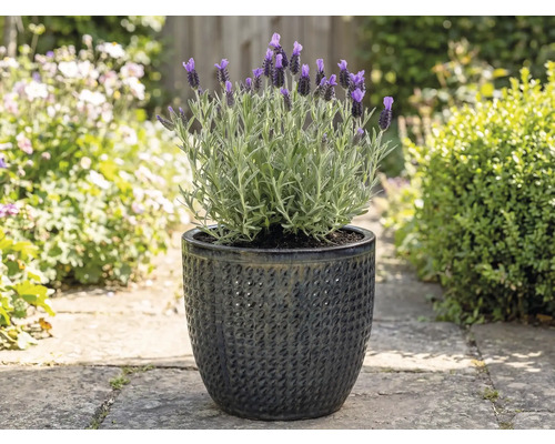 Lavendel in einem strukturierten Blumentopf im Garten