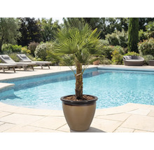 Palmier chanvre en pot à côté d'une piscine