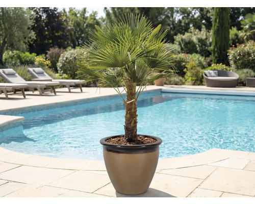 Palmier chanvre en pot à côté d'une piscine