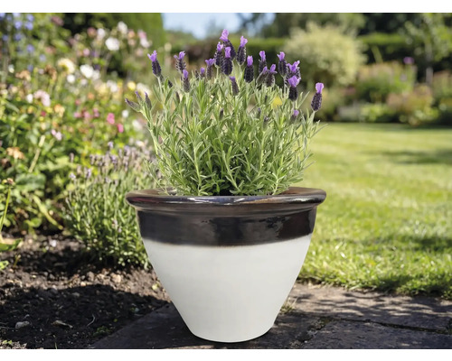 Lavendel in einem Keramikblumentopf im Garten.