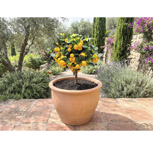 Mandarinenbaum in Pflanzgefäß im Aussenbereich