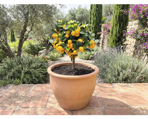 Mandarinenbaum in Pflanzgefäß im Aussenbereich