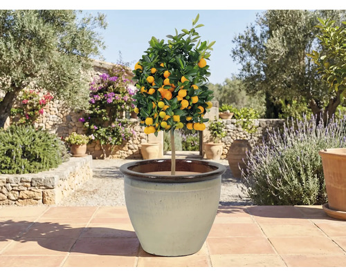 Agrumes en pot sur une terrasse