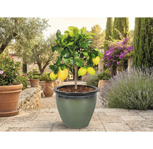 Citronnier avec fruits en pot dans le jardin