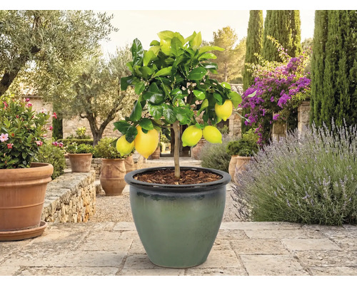 Citronnier avec fruits en pot dans le jardin