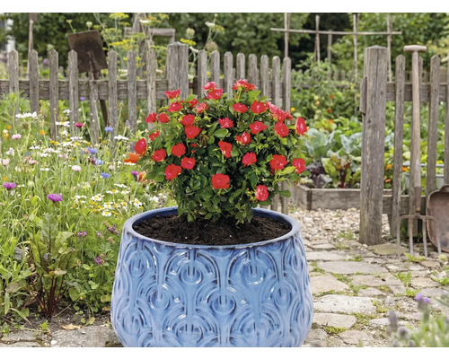 Rote Rose im blauen Topf im Garten