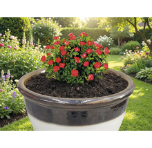 Roter Rosenstrauch in Pflanzgefäß im Garten