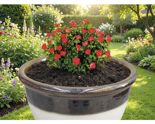 Roter Rosenstrauch in Pflanzgefäß im Garten