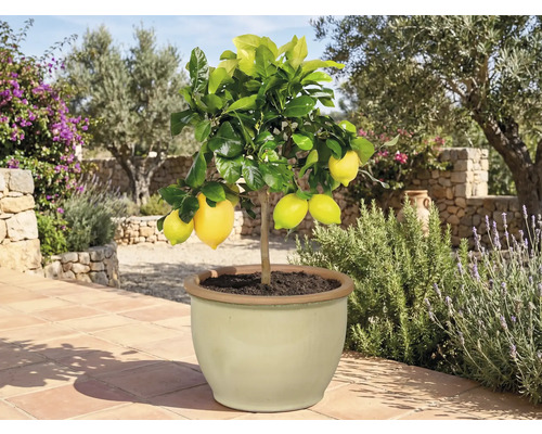 Zitronenbaum im Topf mit reifen Früchten für den Garten oder die Terrasse