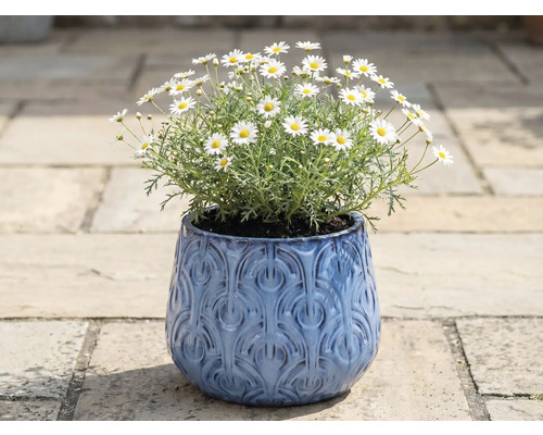 Marguerites dans un pot de fleurs bleu à motif