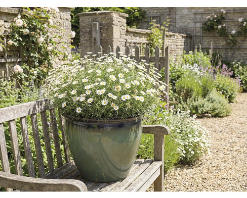 Aménagement paysager de jardin avec des marguerites en pot sur un banc