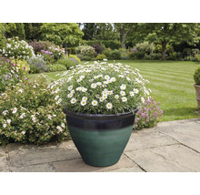 Jardin avec des marguerites en pot