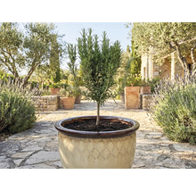 Rosmarinpflanze im Topf für den Garten oder die Terrasse