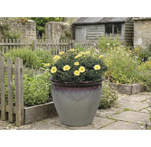 Gelbe Margeriten in einem Dekorationstopf im Garten.