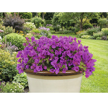 Lila Bougainvillea in einem Topf im Garten