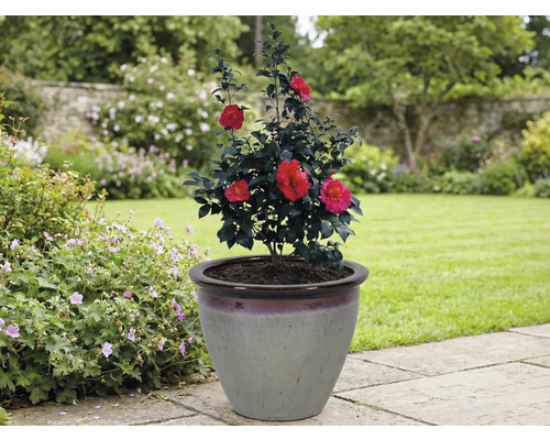 Camélia dans un pot de fleurs dans le jardin