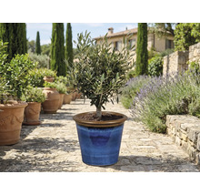 Olivenbaum in blauem Keramiktopf im Garten