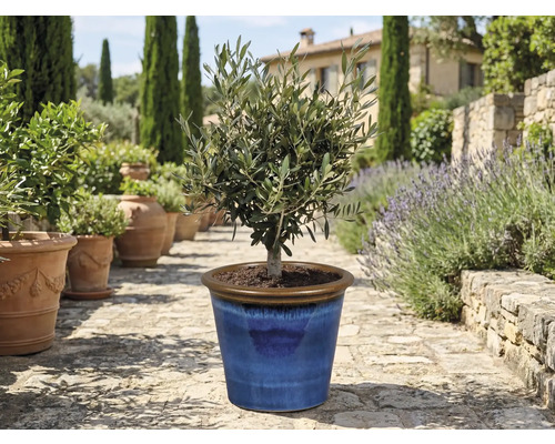 Olivenbaum in blauem Keramiktopf im Garten