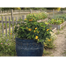 Blühende Pflanze in einem dekorativen Pflanzgefäß im Garten