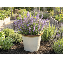 Népéta en fleurs dans un pot dans le jardin.