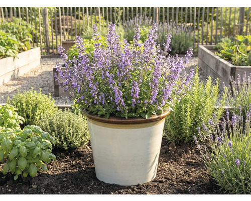 Népéta en fleurs dans un pot dans le jardin.