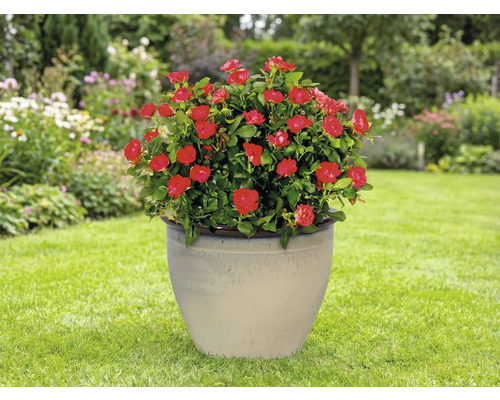 Rosier en pot avec des fleurs rouges dans un pot en céramique dans le jardin.