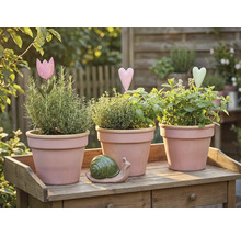 Trois pots d'herbes aromatiques avec des herbes et des décorations sur une table en bois