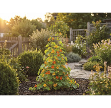 Gartenansicht mit Kletterpflanzen an einer Rankhilfe