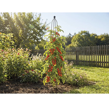 Plant de tomates avec tuteur dans le jardin