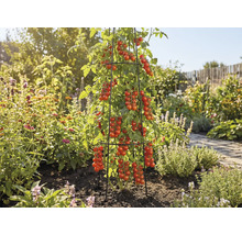 Plant de tomates avec beaucoup de tomates rouges sur un support à plantes dans le jardin.