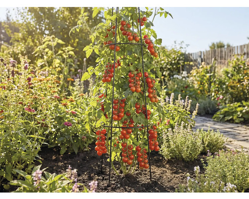 Plant de tomates avec beaucoup de tomates rouges sur un support à plantes dans le jardin.