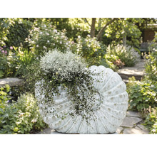 Plate-bande plantée avec un objet de décoration en forme de coquillage