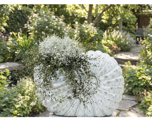 Plate-bande plantée avec un objet de décoration en forme de coquillage